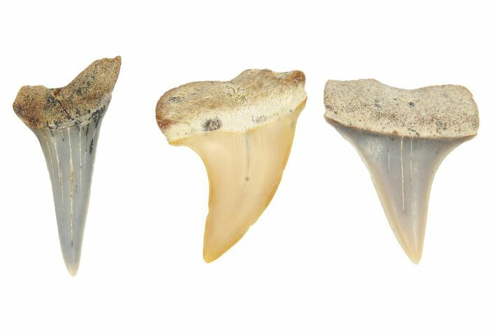 1" Miocene Fossil Shark Teeth - Bakersfield, California - Photo 1